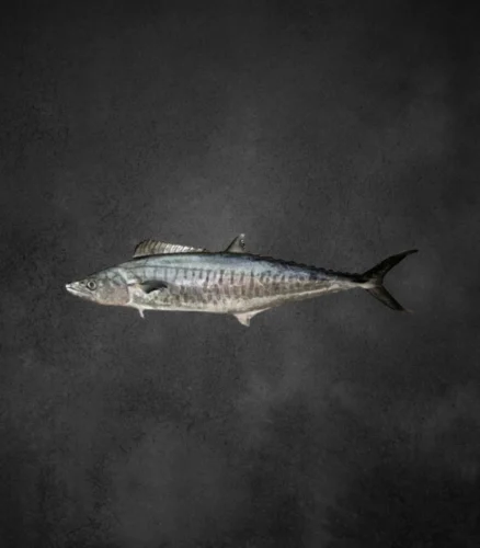 Kingfish | Your Daily Foods