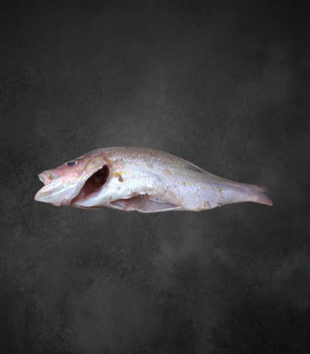 Untitled-design-2024-12-