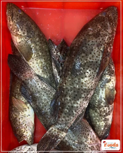 fresh grouper fish