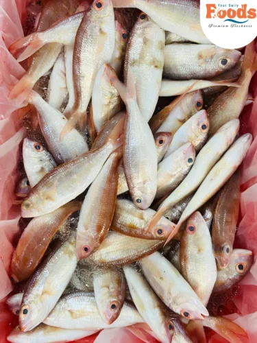 fresh japanes threadfin bream