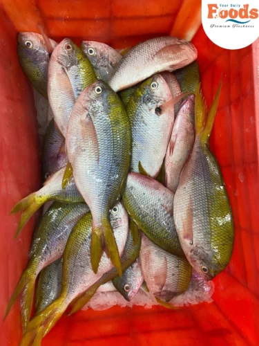 fresh rainbow snapper fish