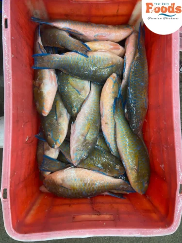Fresh Parrot Fish