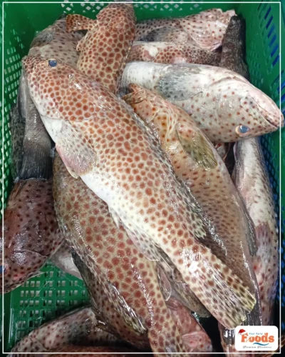 fresh grouper fish