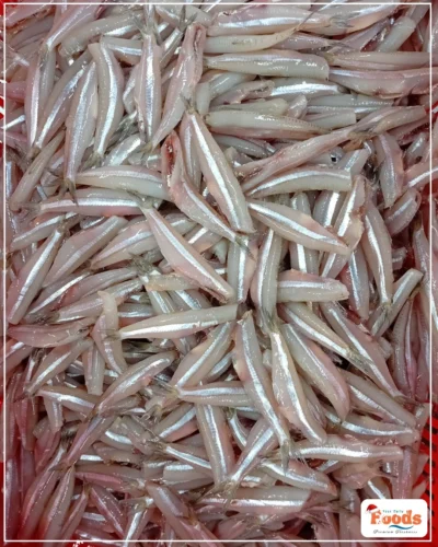 Fresh Anchovy fish